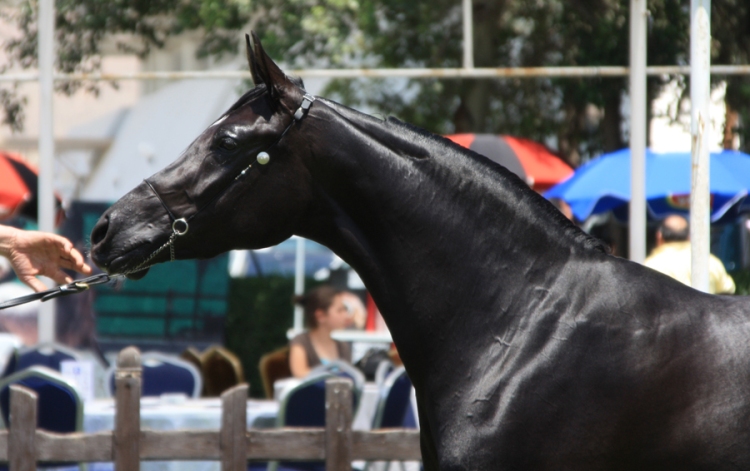 Almaa al-Jamiil. 3 year old filly, Damascus International Arabian Horse Show, May 2010.