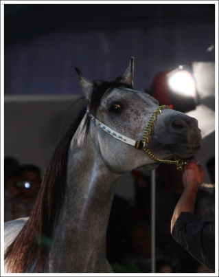 Malik al-Layl. Auction, Damascus International Horse fair, October 2009.