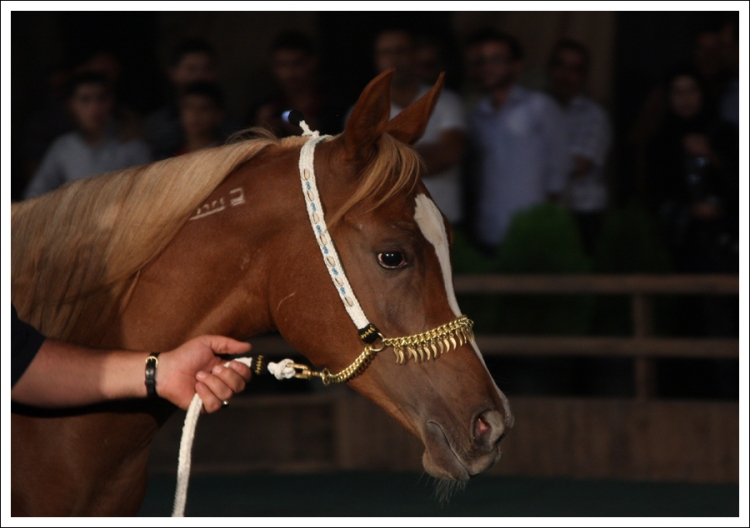 Jawahid al-Sham, filly. Auction at Damascus International Horse fair, October 2009.