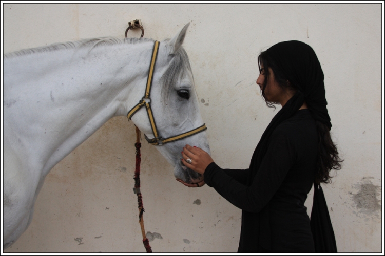 Badr, a racing stallion. Damascus, spring 2010.