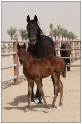 Mare and foal at Dubai Arabian Horse stud, March 2011.